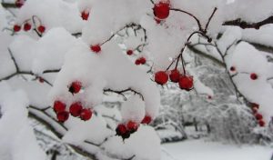 Καιρός-Κρύο,βροχές και χιόνια μέχρι την Πέμπτη Καιρός-Κρύο,βροχές και χιόνια μέχρι την Πέμπτη
