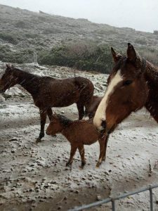 Απολαμβάνουν το χιονιά και τη φωτογράφηση!!