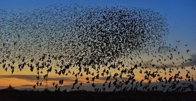 Φθιώτιδα-Σμήνος πουλιών προκάλεσε τροχαίο