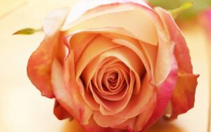 Σοροπτιμιστικός Όμιλος Χαλκίδας- Εκδήλωση – Ομιλία για την Παγκόσμια Ημέρα της Γυναίκας