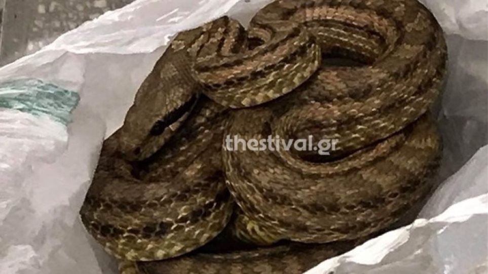 Φίδι προκάλεσε αναστάτωση σε εστιατόριο της Θεσσαλονίκης-ΦΩΤΟ