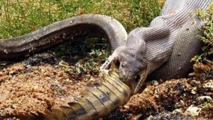 Πύθωνας καταπίνει ολόκληρο τον μεγαλύτερο κροκόδειλο του κόσμου-ΦΩΤΟ