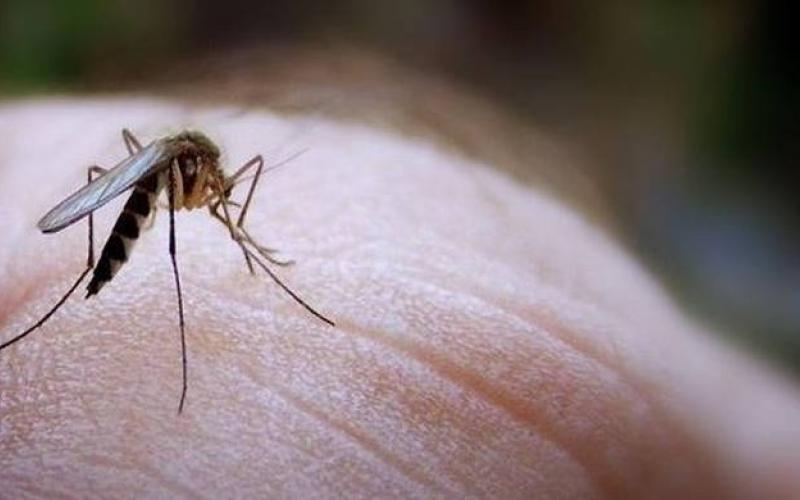 ΠΡΟΣΟΧΗ:Περιοχές που εντοπίζονται μολυσμένα κουνούπια-Τι πρέπει να ξέρεις για τον ιό του δυτικού Νείλου