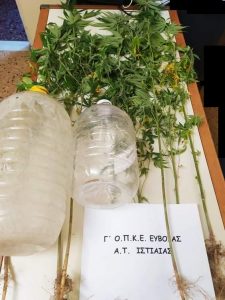 Σύλληψη ημεδαπού στην Ιστιαία Εύβοιας για καλλιέργεια δενδρυλλίων κάνναβης