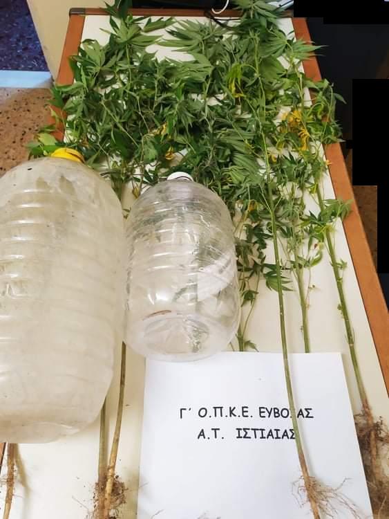 Σύλληψη ημεδαπού στην Ιστιαία Εύβοιας για καλλιέργεια δενδρυλλίων κάνναβης