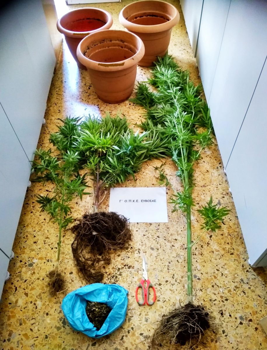 Συλλήψεις για ναρκωτικά σε Χαλκίδα,Βασιλικό και Ιστιαία