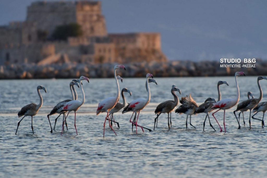 Παραδεισένιες εικόνες από τα αμέτρητα φλαμίνγκο στο Ναύπλιο