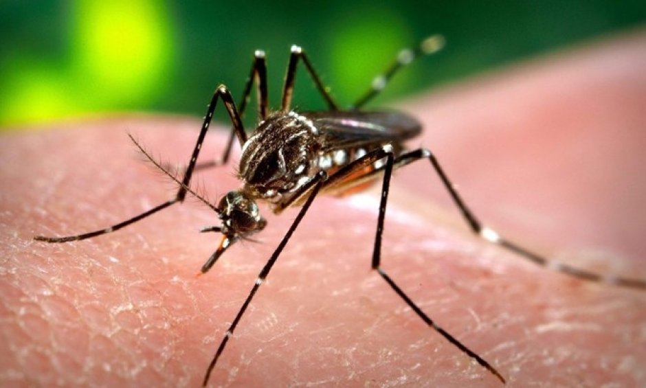 Ανησυχία για τον ιό του δυτικού Νείλου -10 νεκροί -Ποιες περιοχές είναι στο «κόκκινο»