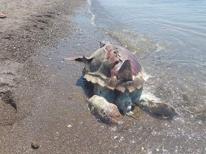 Αμάρυνθος-Σκάφος τραυμάτισε θανάσιμα θαλάσσια χελώνα