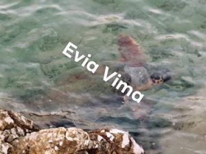 Τι συνάντησαν οι Αλιβεριώτες στο λιμάνι της Μονεμβασιάς ;