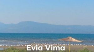 Οι συχνοί επισκέπτες της Λιανής Άμμου στη Χαλκίδα