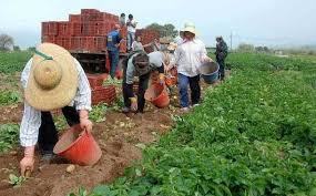 Τον Οκτώβριο το νομοσχέδιο για αγροτικούς συνεταιρισμούς – Θέμα Ειδικού Φόρου Κατανάλωσης στο αγροτικό πετρέλαιο