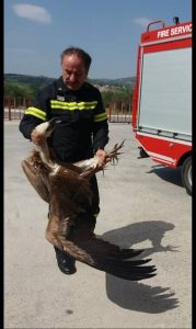 Λεωφορείο είχε τροχαίο με…γύπα που έπεσε πάνω του