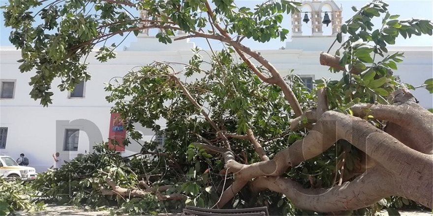 Δέντρο έπεσε στην είσοδο της Εκατονταπυλιανής της Πάρου  και πλάκωσε άνθρωπο