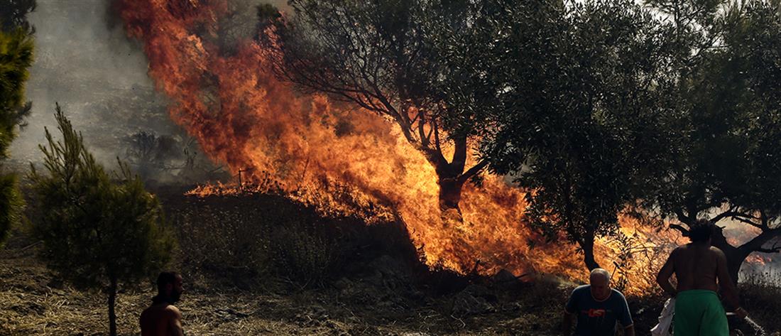 Έκτακτο: Φωτιά στον Δήμο Καρύστου στην περιοχή Χάνια