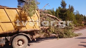 Η ΛΑΡΚΟ ξηλώνει καθαρό πευκοδάσος, ό,τι απέμεινε από τα καμμένα