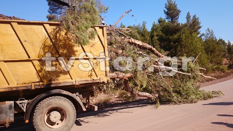 Η ΛΑΡΚΟ ξηλώνει καθαρό πευκοδάσος, ό,τι απέμεινε από τα καμμένα