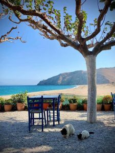 Σε αυτή την παραλία της Εύβοιας βρίσκεται αυτό το ταβερνάκι! Σε αυτή την παραλία της Εύβοιας βρίσκεται αυτό το ταβερνάκι!
