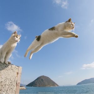 Quiz: Σε ποια παραλία της Εύβοιας κάνει βουτιά η γάτα;