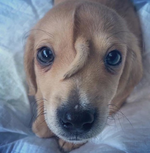 Σκύλος «μονόκερος» έγινε viral: Γεννήθηκε με… ουρά στο κεφάλι (βίντεο και εικόνα)