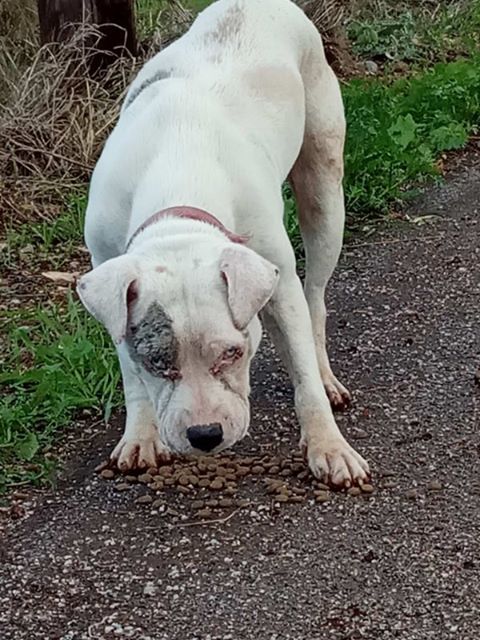 Βρέθηκε το σκυλάκι της φωτογραφίας-Μήπως το ψάχνετε;