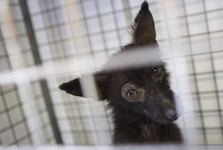 ΧΑΛΚΙΔΑ: Βασάνισαν και σκότωσαν σκύλο στη ΔΡΟΣΙΑ, τον έσυραν με αυτοκίνητο (photo)