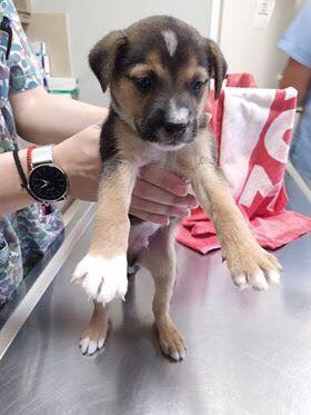 3 μικρά κουταβάκια ψάχνουν για σπίτι (photos)