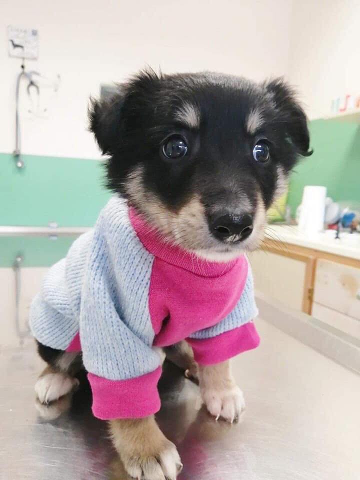 Η μικρούλα Πέρσα βρέθηκε στο χωριό Ταξιάρχες στην Κύμη