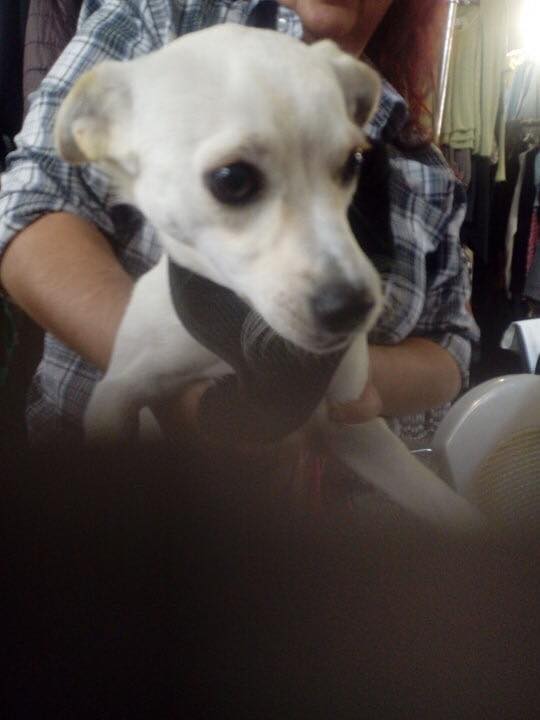 Χάθηκε το σκυλάκι της φωτογραφίας!