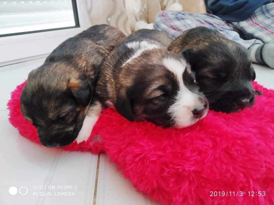 Ψάχνουν άμεσα να βρουν σπίτι (photos)