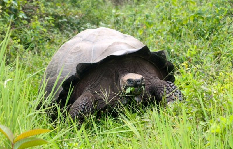 Βαρύ πρόστιμο σε οδηγό που πάτησε χελώνα απειλούμενου είδους