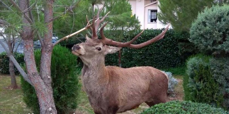 Ελάφι έκανε βόλτες στους Θρακομακεδόνες -Κατέβηκε από την Πάρνηθα [εικόνες & βίντεο]