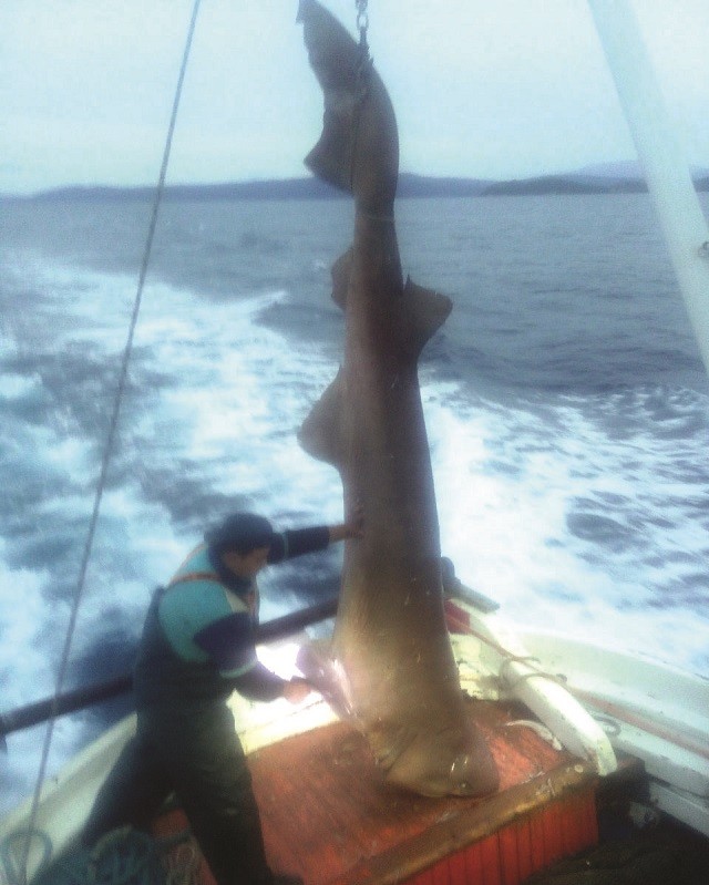 Καρχαριοειδές 400 κιλών πιάστηκε μεταξύ Σκιάθου και Εύβοιας