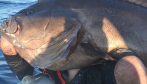 Δεν χωρούσε στον φακό της κάμερας ο ψαράς στα Χανιά μαζί με το ψάρι [φωτο]