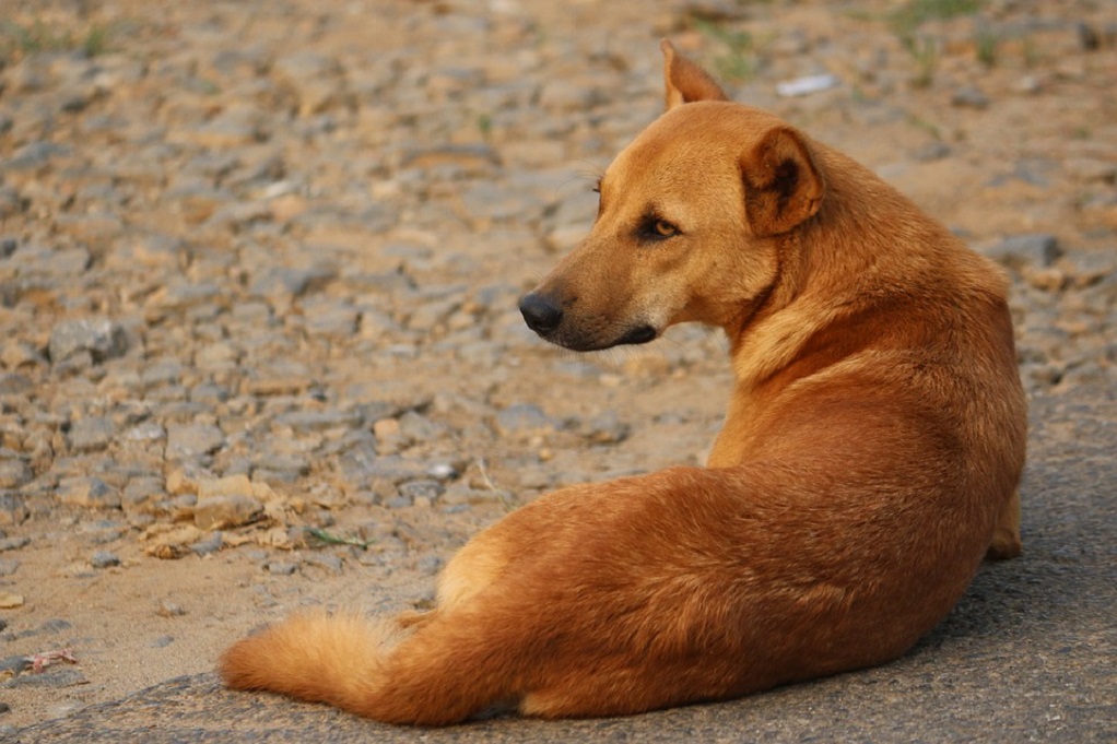 Συγκίνηση: Νεκρός 60χρονος και δίπλα στο άψυχο σώμα του επί 3 ημέρες ο σκύλος του