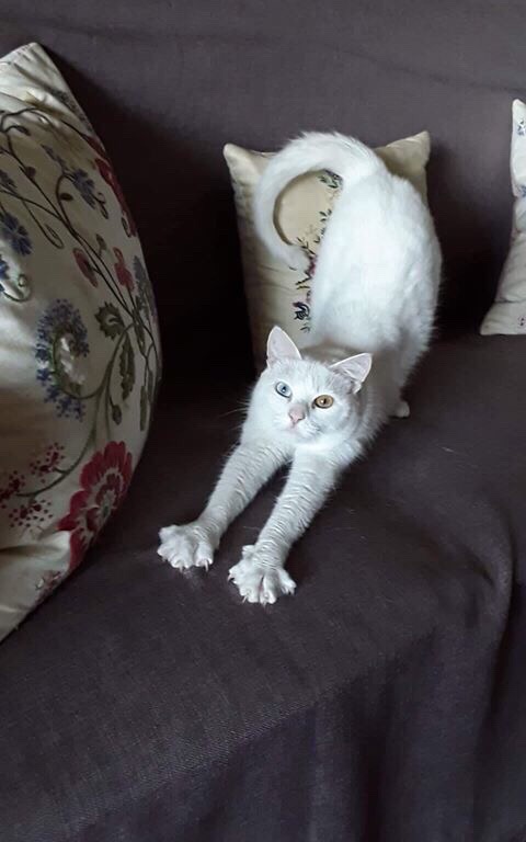 Χάθηκε το γατάκι της φωτογραφίας