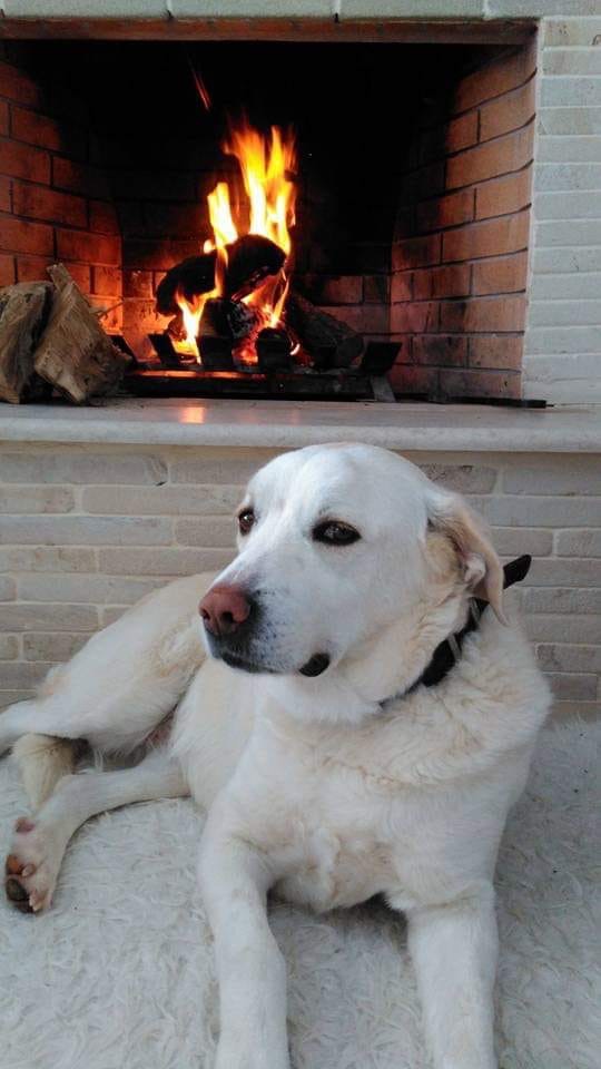 Χάθηκε η Μάγια μήπως την είδατε ;