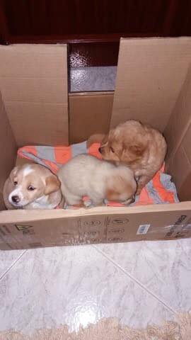 Αυτά τα πανέμορφα κουταβάκια βρέθηκαν στην Κύμη