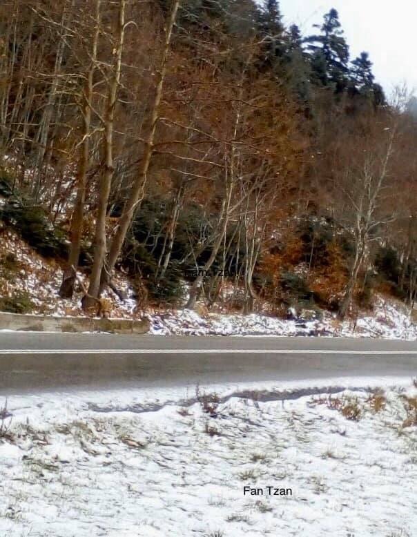 Έπεσε το πρώτο χιόνι στην Εύβοια