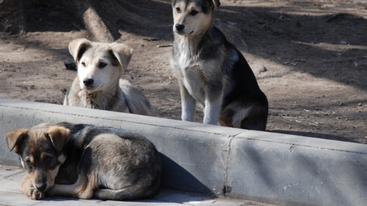 Απόφαση δικαστηρίου για την σίτιση αδέσποτων ζώων και για την παρακώλυση
