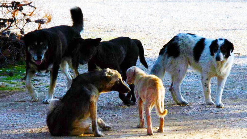 Κτηνωδία στην Εύβοια: Έριξαν φόλες σε 10 σκυλιά