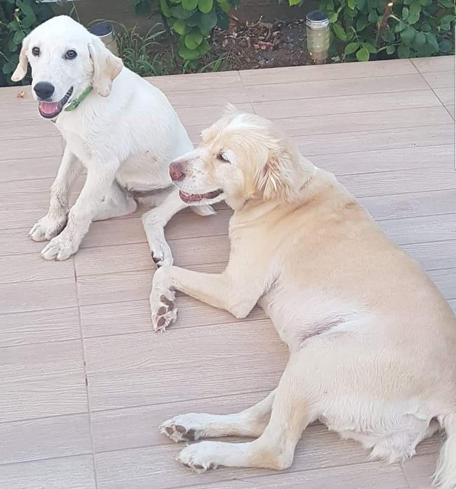 Χάθηκαν η Ήρα και ο Όσκαρ μήπως τους είδατε ;