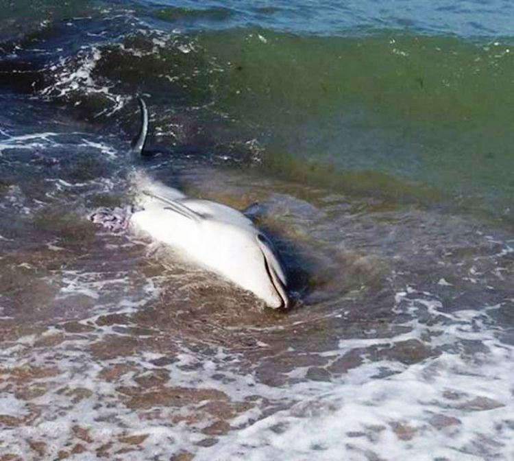 Σοκ! Βρέθηκε νεκρό δελφίνι στην Μουρτερή (photos)
