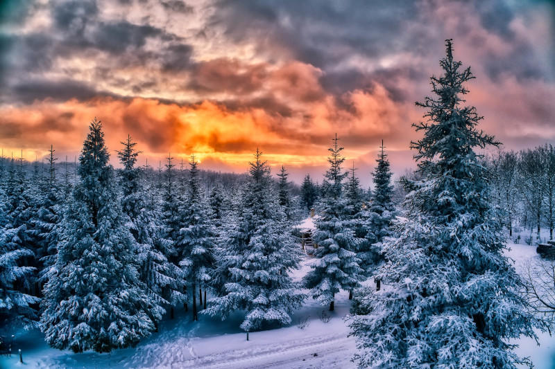 Σε αυτό το ελληνικό χωριό παράγεται το 70% των… χριστουγεννιάτικων δέντρων -Εκπληκτικό ελατοχώρι [εικόνες]
