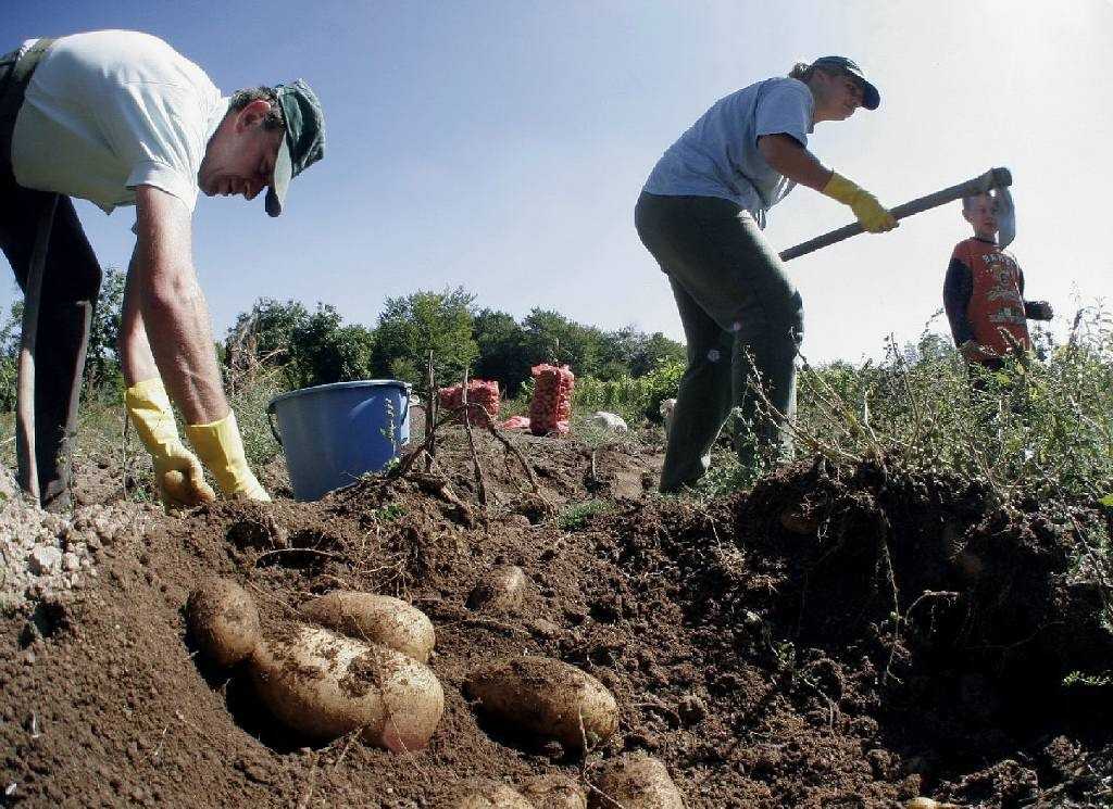 ΕΛΓΑ: Σήμερα οι αποζημιώσεις σε δικαιούχους -Ποιοι θα πάρουν χρήματα
