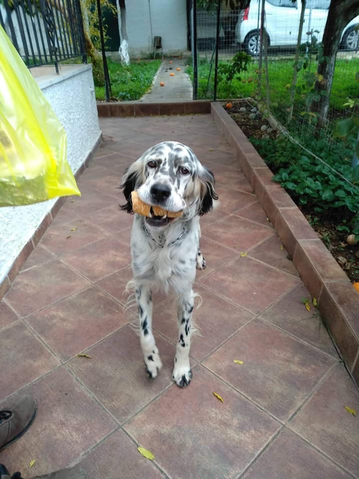 Χάθηκε το σκυλάκι της φωτογραφίας στην Έξω Παναγίτσα