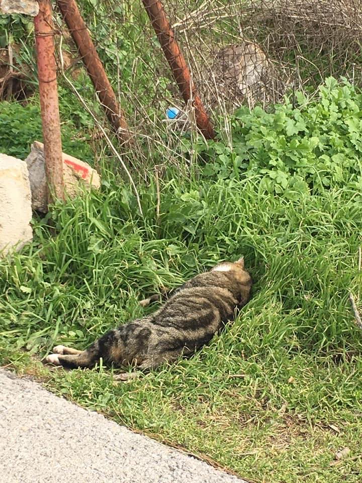 Προσοχή: Ανεγκέφαλοι γέμισαν φόλες στην Έξω Παναγίτσα