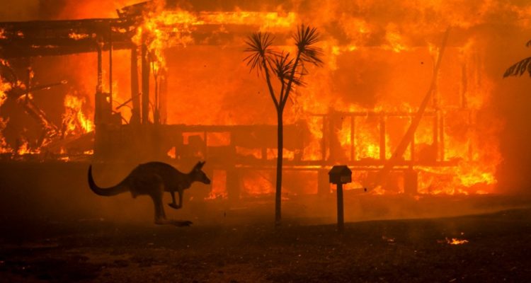 Σχεδόν μισό δισεκατομμύριο ζώα νεκρά εξαιτίας των πυρκαγιών στην Αυστραλία