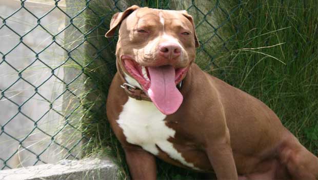 Σοκ στον Βόλο: Γυναίκα έπεσε νεκρή στο σπίτι της και σκύλος της κατασπάραξε το πρόσωπο