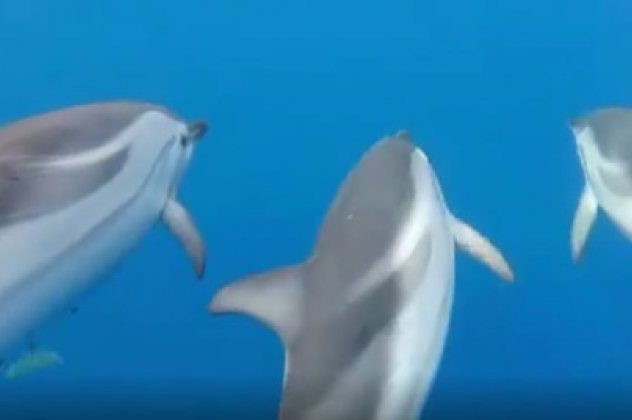 Νότια Εύβοια: Έδεσαν δελφίνι στα βράχια παραλίας [photos]
